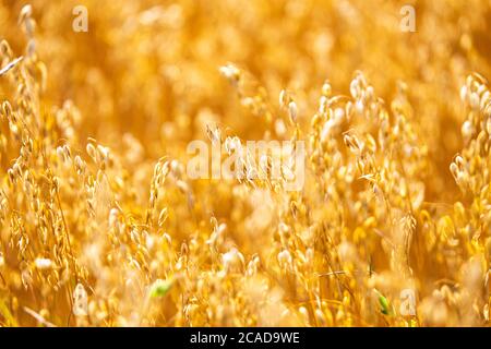 Goldener Hafer stroht am warmen Sommertag im ländlichen Feld. Getreidespike bereit für die Ernte, landwirtschaftlichen Hintergrund. Gelbe Weizen Spikelets Lebensmittel gesund, Bel Stockfoto