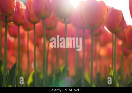 Strahlender Sonnenschein, der durch rote Tulpenblüten scheint. Dicht von schönen Tulpen mit grünen Stielen. Niedriger Winkel. Stockfoto