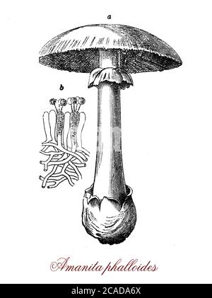 Amanita phalloides oder Todeskappe, tödlich giftiger Pilz sehr ähnlich essbaren Pilzen mit Risiko einer versehentlichen Vergiftung Stockfoto