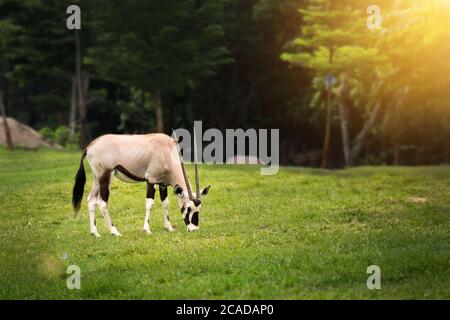 Gemsbok (Oryx gazella) essen etwas auf grünem Gras im offenen Zoo Stockfoto