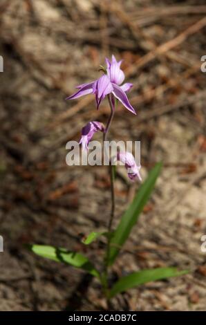 Rotes Helleborin (Cephalanthera rubra) im Unterholz Stockfoto