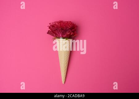 Blühende rote Rose in einem Waffelkegel auf einem rosa Hintergrund, Draufsicht Stockfoto
