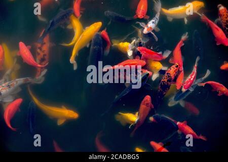 Draufsicht auf viele bunte Koi-Fische, die im Seenwasser auf Nahrungssuche sind. Dunkler Hintergrund. Ostasiatisches Kulturkonzept. Stockfoto