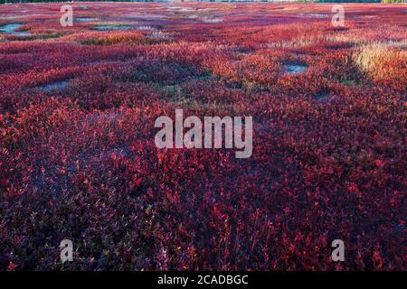 Herbstlaub in blaubeerbarren Stockfoto