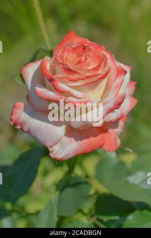 Weiße und rote Rosen blühen im Garten. Weiße und rote Rose in einem Garten. Rose Nostalgie im Garten. Stockfoto