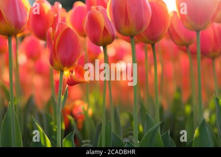 Nahaufnahme rot orange Tulpen und grünen Stielen unter Sonnenschein. Niedriger Winkel Stockfoto