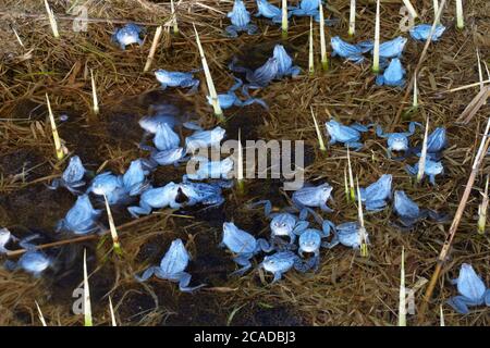 Moorfrösche in blauer Paarungsfarbe Stockfoto