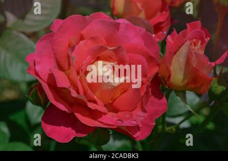 Rot blühende rosa. Blühende rote Rose. Eine schöne zweifarbige Blume. Stockfoto