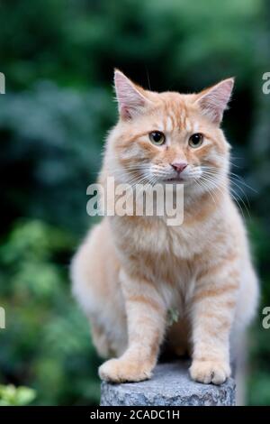 Nahaufnahme einer niedlichen braunen gestromten Katze, die auf der Säule steht. Hintergrund für grüne Bäume verwischen Stockfoto