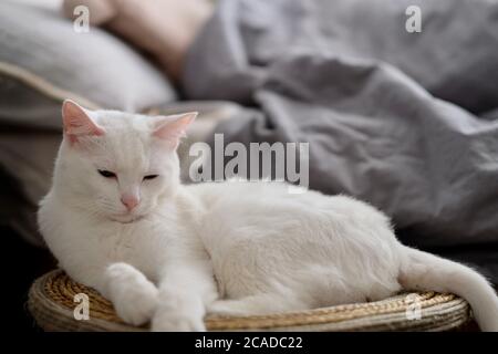 Nahaufnahme einer reinweißen, schläfrigen Katze, die bei Tageslicht auf dem Katzenbaum ruht. Bett mit Kissen und Steppdecke Stockfoto