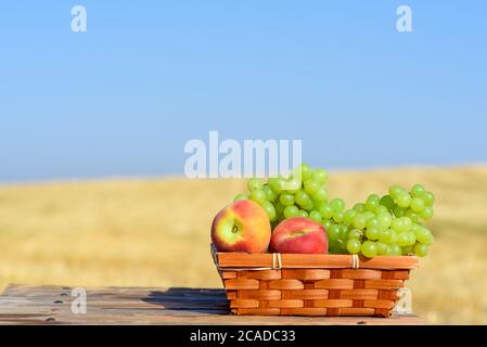 Shavuot: Festival der ersten Früchte habikkurim. Trauben und Pfirsiche im Korb im Freien auf dem Goldweizenfeld und blauer Himmel Hintergrund an sonnigen Sommertag. Herbsterntekonzept. Platz für Text kopieren. Stockfoto