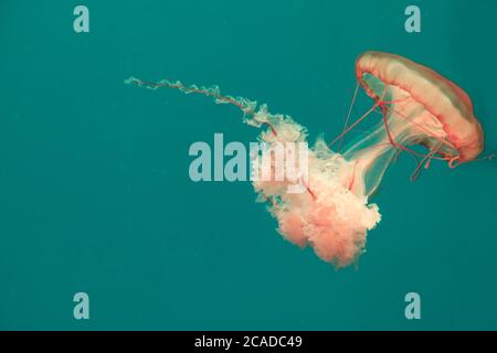 Nahaufnahme einer goldbraunen pazifischen Brennnesselqualle, die in klarem, grünem Wasser schwimmt. Stockfoto