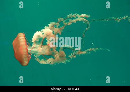 Nahaufnahme einer goldbraunen pazifischen Brennnesselqualle, die in klarem, grünem Wasser schwimmt. Stockfoto