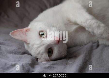 Nahaufnahme der Vorderseite einer frechen weißen Katze, die auf grauem Bettlaken unter Tageslicht liegt. Blick auf die Kamera. Hintergrund verwischen Stockfoto