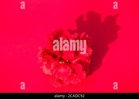 Schöne blühende Hibiskusblüten auf Papier Hintergrund. Blumen Komposition und Rahmen aus verschiedenen Blumen auf Papier Hintergrund. Stockfoto