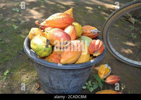 Reife Kakaofrucht in einem Eimer voller landwirtschaftlicher Gartenprodukte im Dorf Stockfoto