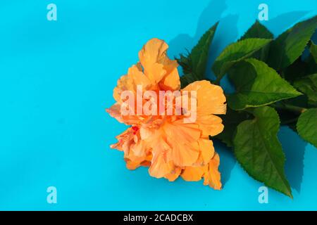 Schöne blühende Hibiskusblüten auf Papier Hintergrund. Blumen Komposition und Rahmen aus verschiedenen Blumen auf Papier Hintergrund. Stockfoto