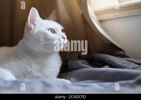 Close up eine niedliche weiße Katze auf Quilt unter Sonnenlicht Blick aus dem Fenster liegen. Weichzeichnen Hintergrund Stockfoto
