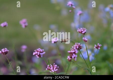 Nahaufnahme eines fliegenden Kolibri-Falkmotten saugen Nektar aus rosa vervain Blume. Hintergrund verwischen Stockfoto