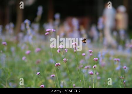 Nahaufnahme eines fliegenden Kolibri-Falkmotten saugen Nektar aus rosa vervain Blume. Verwischen Sie Personen, die im Park herumlaufen, als Hintergrund Stockfoto