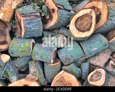 Holzstämme. Struktur der Baumrinde Stockfoto