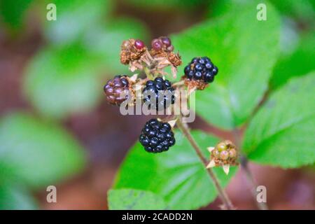 Viele reife Brombeeren auf dem Busch Stockfoto