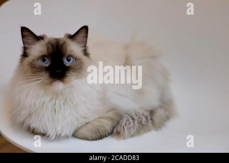 Nahaufnahme einer schwarz weißen Ragdoll-Katze, die auf einem weißen Stuhl liegt und auf die Kamera schaut. Hintergrund verwischen Stockfoto