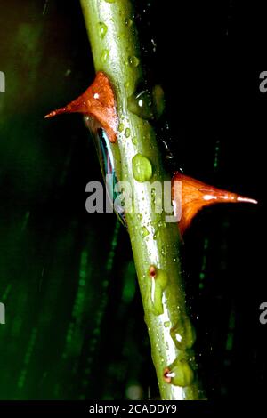 Rosenstrauch mit Dornen, unter dem Regen. Stockfoto