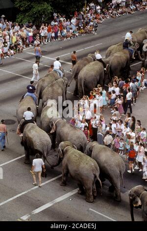 Austin Texas USA, ca. 1998: Ringling Bros-Barnum & Bailey Circus Elefanten und Turnschuhe ziehen eine große Menschenmenge an, während sie durch die Innenstadt ziehen. Die Tiere verließen ihre Eisenbahnwagen auf Gleisen am südlichen Ende der Innenstadt und gingen zur Arena in der Innenstadt, wo der Zirkus seine Shows aufführen wird. ©Bob Daemmrich Stockfoto