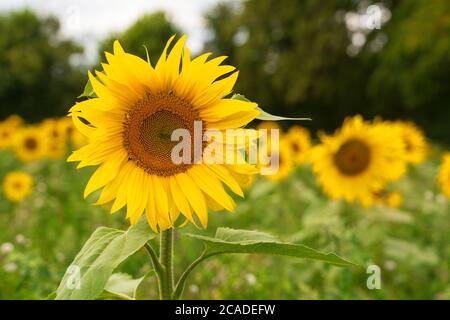 Nahaufnahme eines Sonnenblumenkopfes, mit Sonnenblumen im Hintergrund unscharf. Viel Hadham, Hertfordshire. England GB Stockfoto