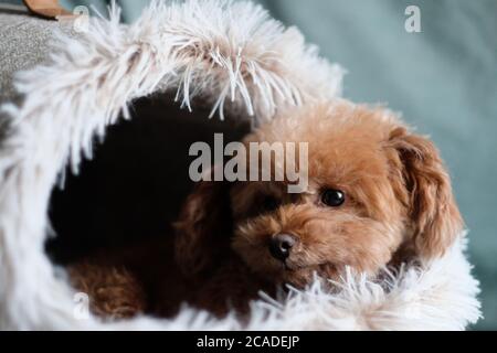 Nahaufnahme eines Spielzeugpudels, der im hundehütte liegt. Verwischen Sie den grünen Hintergrund Stockfoto