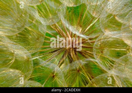 Makro-Detail von flauschigen weißen und roten gemeinsamen Löwenzahn mit sieben hellgrünen Hintergrund. Nahaufnahme. botanischer Name Taraxacum erythrospermum Stockfoto