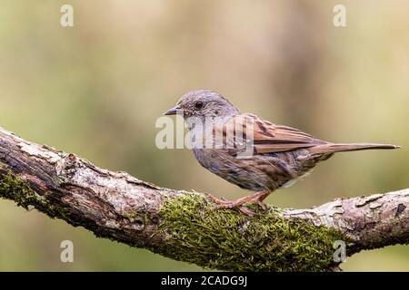 Ein Dunnock in Mitte Wales Stockfoto