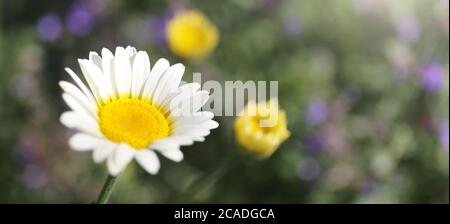 Komet White Marguerite Gänseblümchen Nahaufnahme mit lila Catmint Blumen im Hintergrund. Stockfoto