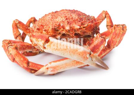 Studioaufnahme einer ganzen Spinnenkrabbe vor weißem Hintergrund - John Gollop Stockfoto