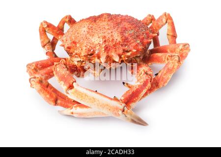 Studioaufnahme einer ganzen Spinnenkrabbe vor weißem Hintergrund - John Gollop Stockfoto