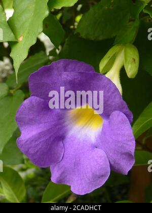 Vertikale Aufnahme einer blauen thunbergia Blume, die in einem blüht Garten Stockfoto