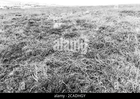 Exmoor National Park - Totes Heidekraut stammt auf Dunkery Hill, Somerset UK Stockfoto