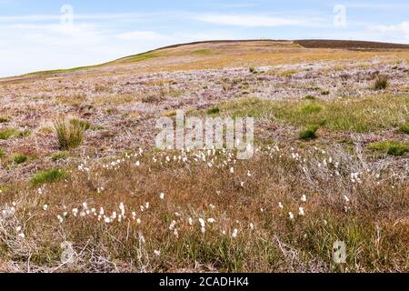 Exmoor National Park - gewöhnlicher Baumwollgras (Eriophorum angustifolium) wächst auf Dunkery Hill unterhalb Dunkery Beacon, Somerset UK Stockfoto