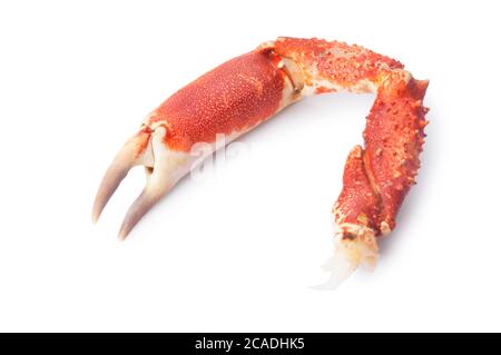 Studioaufnahme einer Krabbenklaue, die vor weißem Hintergrund ausgeschnitten wurde - John Gollop Stockfoto