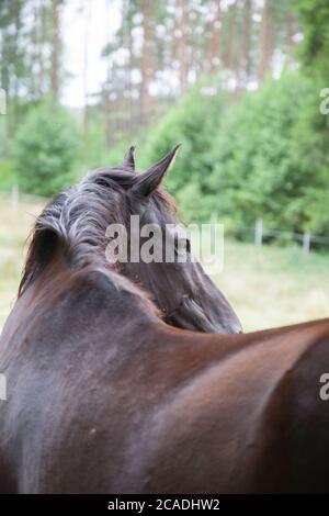 Braunes Pferd in Polen, Stockfoto