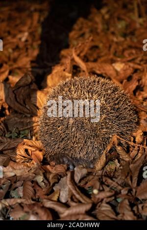 Wilder, einheimischer Igel zwischen den Herbstblättern in der Nacht aus nächster Nähe Stockfoto