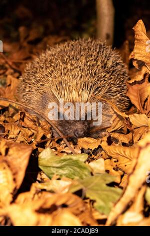 Wilder, einheimischer Igel zwischen den Herbstblättern in der Nacht aus nächster Nähe Stockfoto