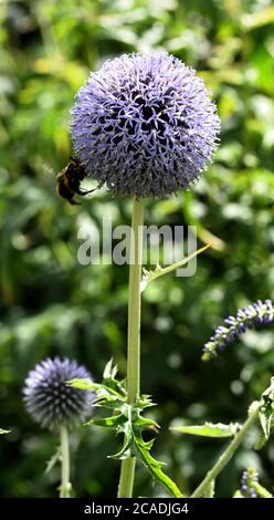 Eine einzelne Echinops Blüte, hinten beleuchtet. Stockfoto