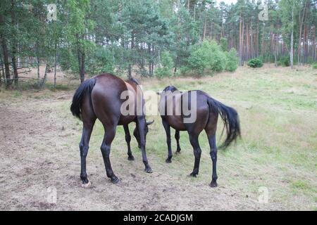 Zwei Pferde auf einem Feld neben einem Wald in Polen, Stockfoto