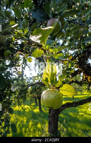 Obstgarten des Klosters Benediktbeuern, Bayern, Deutschland Stockfoto