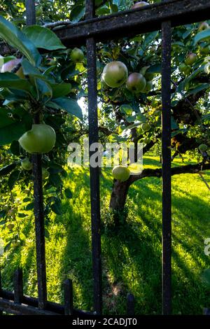 Obstgarten des Klosters Benediktbeuern, Bayern, Deutschland Stockfoto