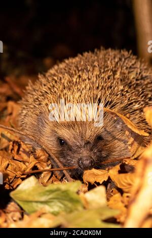 Wilder, einheimischer Igel zwischen den Herbstblättern in der Nacht aus nächster Nähe Stockfoto