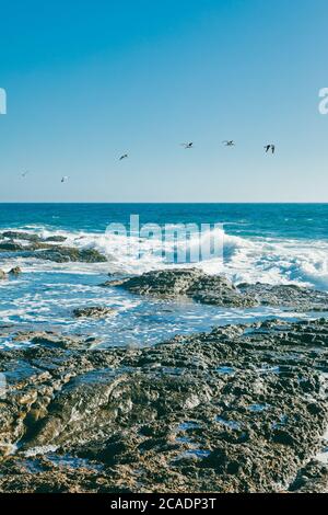 Möwen fliegen über brechende Wellen in Baja, Mexiko. Stockfoto