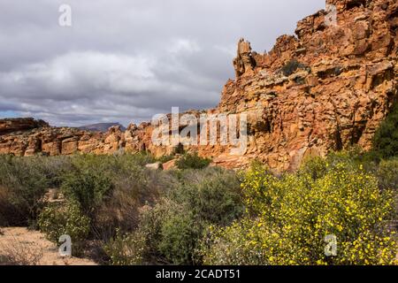 Die verwitterte Sandsteinformation an den Stadsaal Caves in den Cederberg Mountains, Südafrika, im Frühling, mit blühenden Bush Daisies und einem Stockfoto